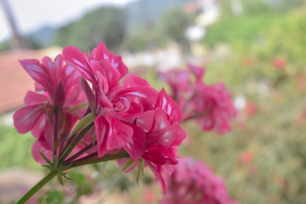 Apartamento Mirsini *